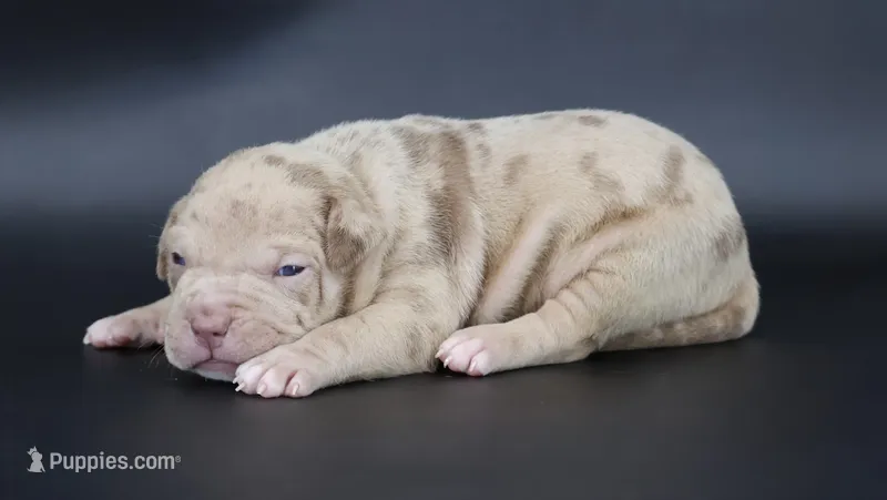 Atum - XL - ABKC – American Bully puppy for sale in Champaign, IL