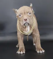 Grace - XL - ABKC, a female American Bully for sale in Champaign, IL – Photo 1 of 2