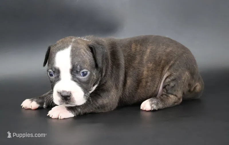Nyla - XL - ABKC – American Bully puppy for sale in Champaign, IL