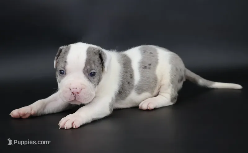 Hercules - XL - ABKC – American Bully puppy for sale in Champaign, IL