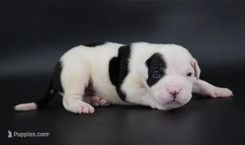 Achilles - XL - ABKC – American Bully puppy for sale in Champaign, IL