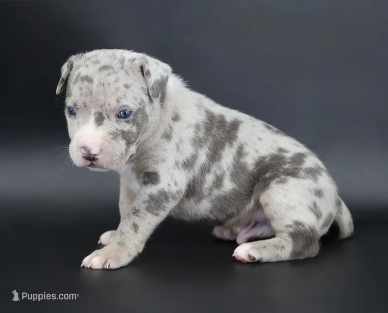 Ezra - XL - ABKC – American Bully puppy for sale in Champaign, IL