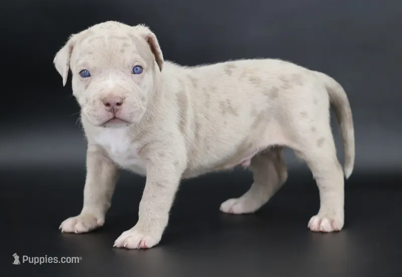 Henok - XL - ABKC – American Bully puppy for sale in Champaign, IL