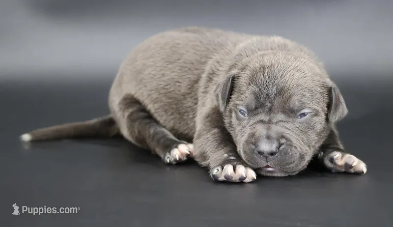 Thistle - XL -ABKC – American Bully puppy for sale in Champaign, IL