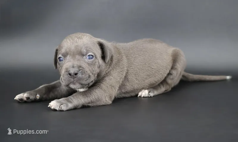 Thistle - XL -ABKC – American Bully puppy for sale in Champaign, IL