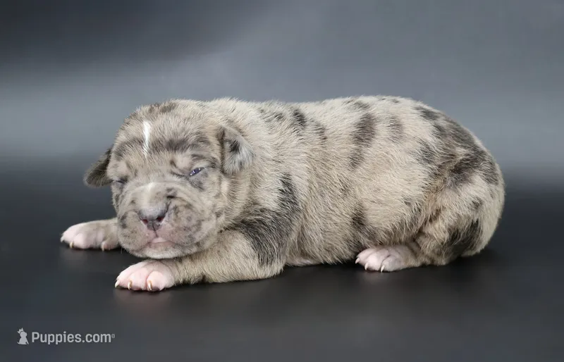 Cairo - XL - ABKC – American Bully puppy for sale in Champaign, IL