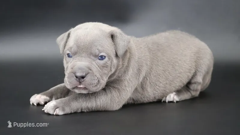 Haniel - XL - ABKC – American Bully puppy for sale in Champaign, IL