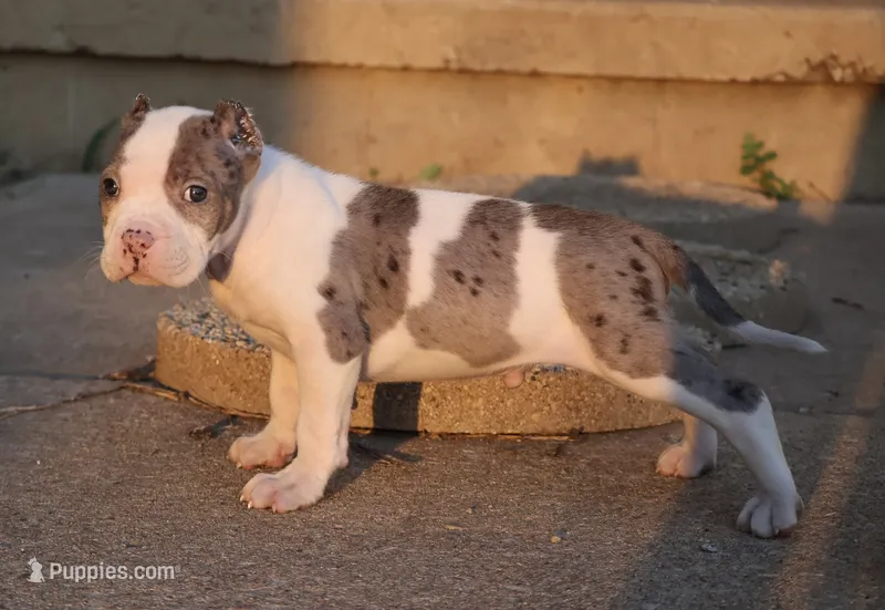 Hercules - XL - ABKC - Ears cropped – American Bully puppy for sale in Champaign, IL