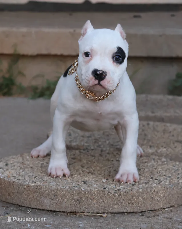 Helen - XL - ABKC  – American Bully puppy for sale in Champaign, IL