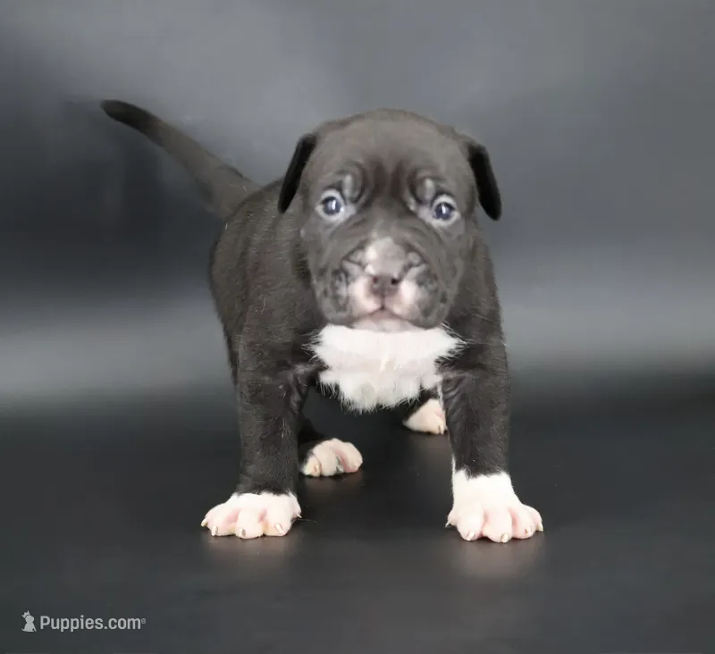 Perseus - XL - ABKC – American Bully puppy for sale in Champaign, IL