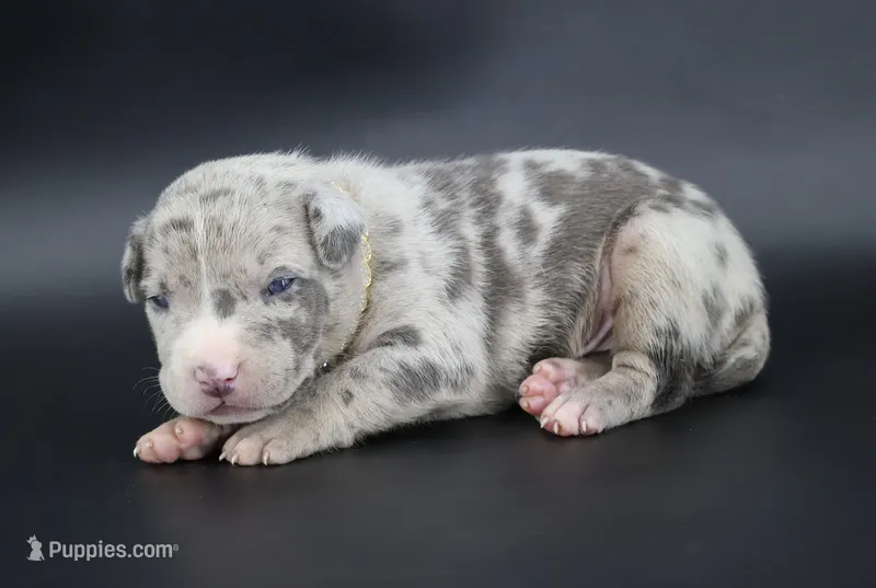 Ezra - XL - ABKC – American Bully puppy for sale in Champaign, IL