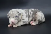 Ezra - XL - ABKC, a male American Bully for sale in Champaign, IL – 1 of 2