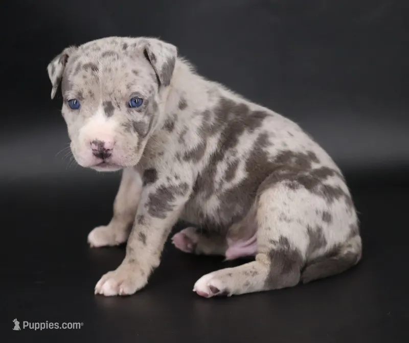 Ezra - XL - ABKC – American Bully puppy for sale in Champaign, IL