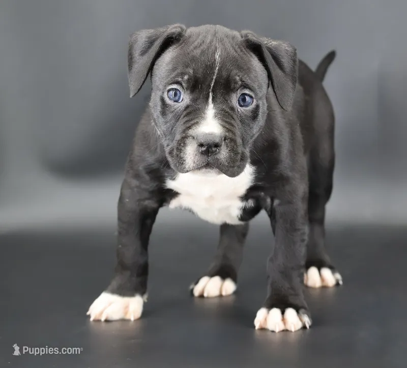Camellia - XL - ABKC – American Bully puppy for sale in Champaign, IL