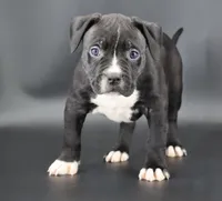 Camellia - XL - ABKC, a female American Bully for sale in Champaign, IL – 1 of 2