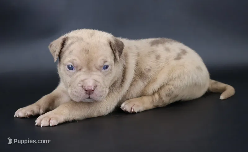 Ra - XL - ABKC – American Bully puppy for sale in Champaign, IL