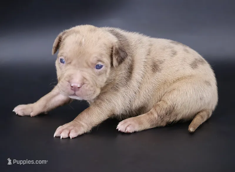 Ra - XL - ABKC – American Bully puppy for sale in Champaign, IL
