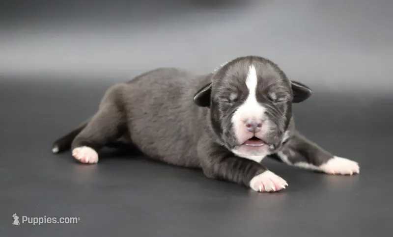Harmonia - XL - ABKC – American Bully puppy for sale in Champaign, IL