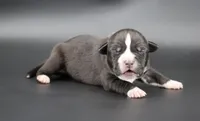 Harmonia - XL - ABKC, a male American Bully for sale in Champaign, IL – 1 of 2