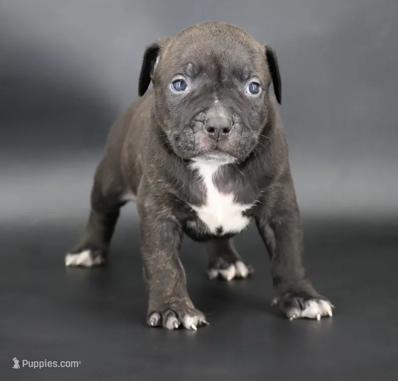 Osiris - XL - ABKC – American Bully puppy for sale in Champaign, IL
