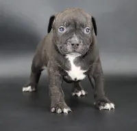 Osiris - XL - ABKC, a male American Bully for sale in Champaign, IL – 3 of 3