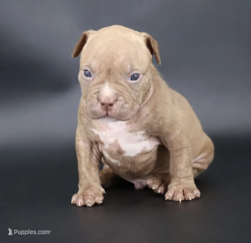 Ramses - XL - ABKC – American Bully puppy for sale in Champaign, IL