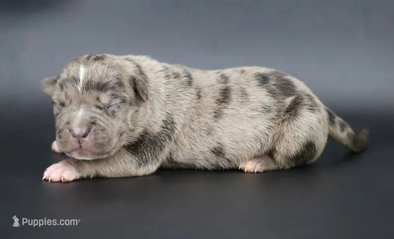 Cairo - XL - ABKC – American Bully puppy for sale in Champaign, IL
