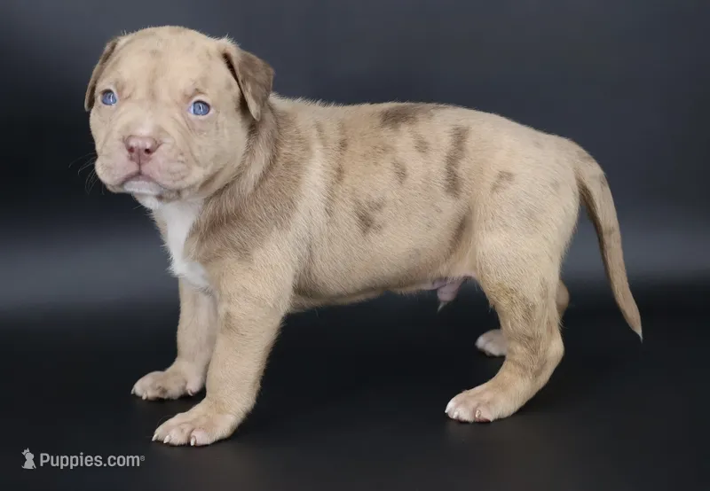 Ra - XL - ABKC – American Bully puppy for sale in Champaign, IL