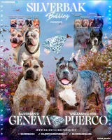 Haniel - XL - ABKC, a female American Bully for sale in Champaign, IL – 2 of 2