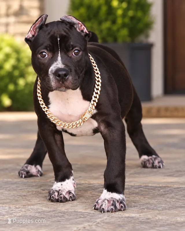 Harmonia - XL - ABKC  – American Bully puppy for sale in Champaign, IL