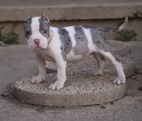 Hercules - XL - ABKC , a male American Bully for sale in Champaign, IL – 1 of 2