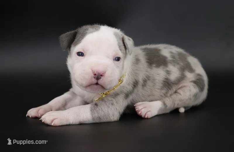 Uriel - XL - ABKC – American Bully puppy for sale in Champaign, IL