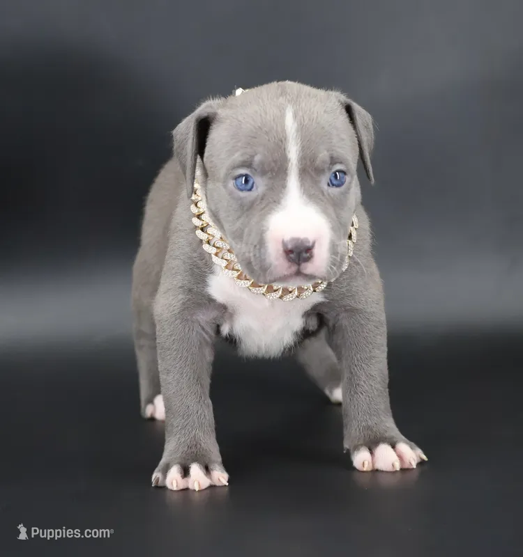 Esther - XL - ABKC – American Bully puppy for sale in Champaign, IL