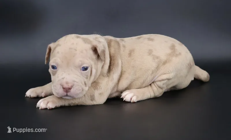 Atum - XL - ABKC – American Bully puppy for sale in Champaign, IL