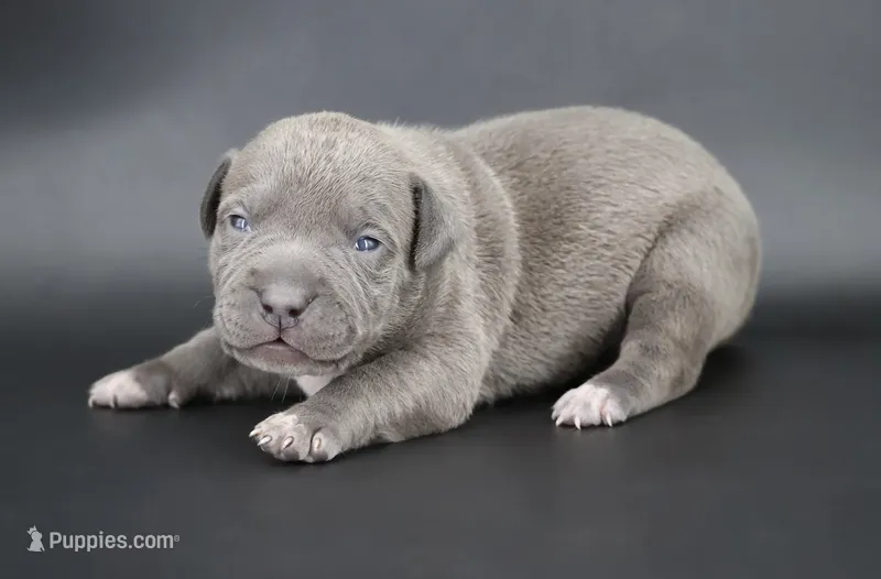 Haniel - XL - ABKC – American Bully puppy for sale in Champaign, IL