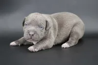Haniel - XL - ABKC, a female American Bully for sale in Champaign, IL – 1 of 2