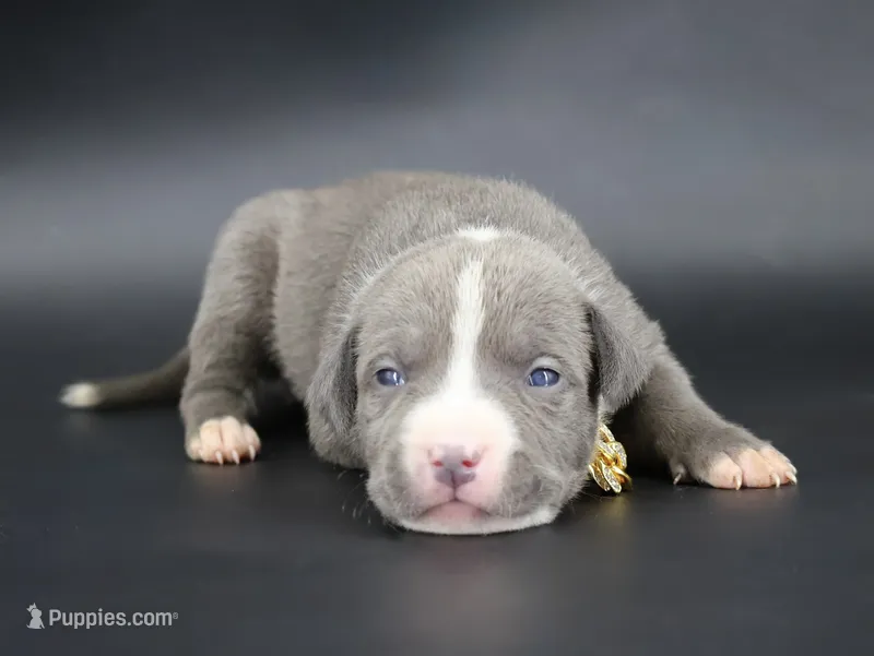 Esther - XL - ABKC – American Bully puppy for sale in Champaign, IL