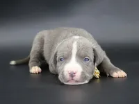Esther - XL - ABKC, a female American Bully for sale in Champaign, IL – 1 of 2