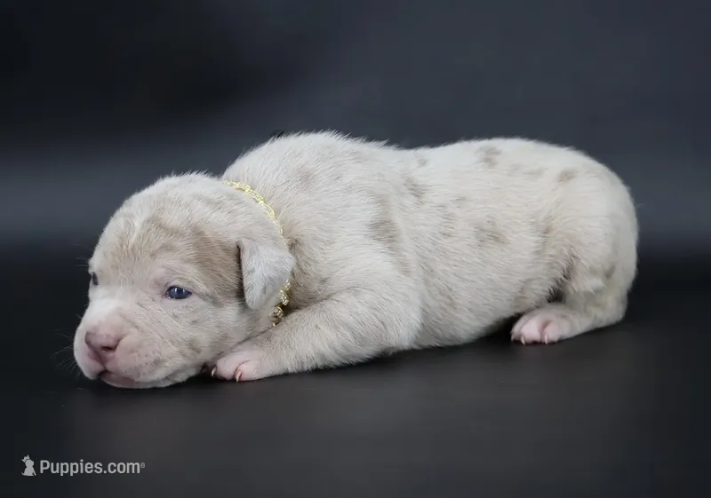 Henok - XL - ABKC – American Bully puppy for sale in Champaign, IL