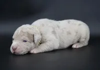 Henok - XL - ABKC, a male American Bully for sale in Champaign, IL – 1 of 2