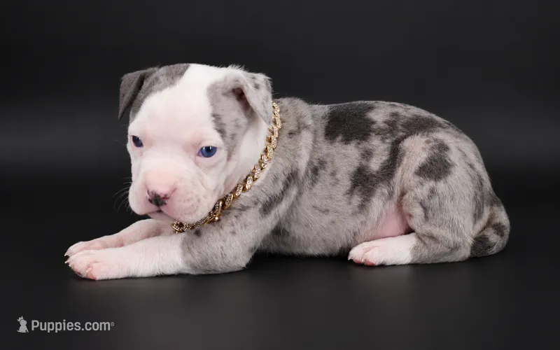 Uriel - XL - ABKC – American Bully puppy for sale in Champaign, IL