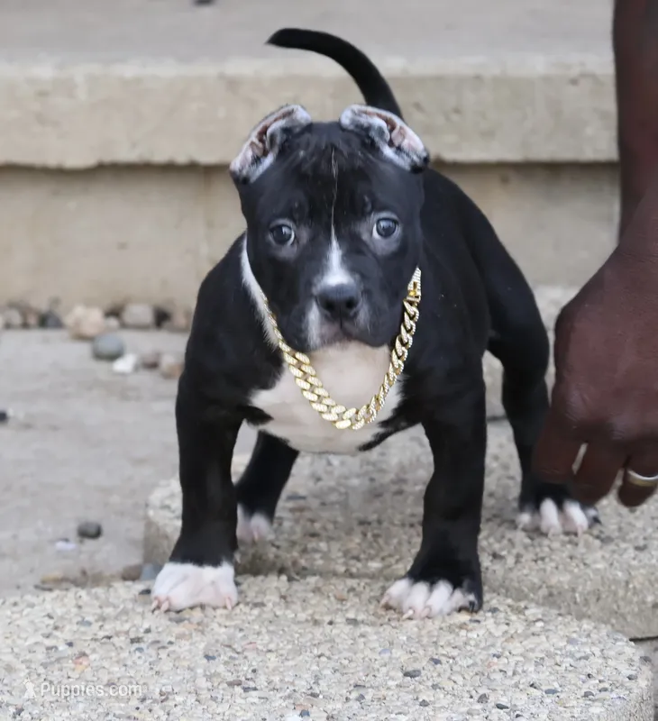 Camellia - XL - ABKC – American Bully puppy for sale in Champaign, IL