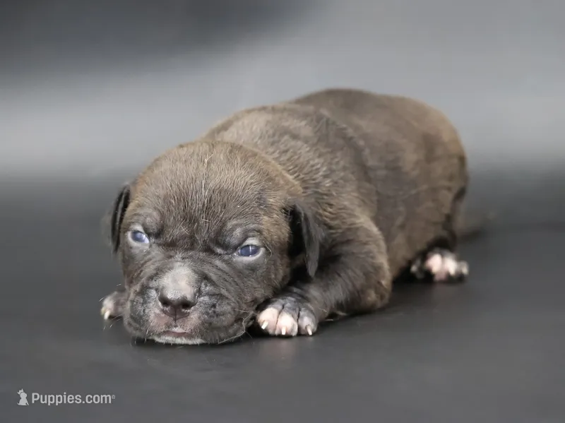 Osiris - XL - ABKC – American Bully puppy for sale in Champaign, IL