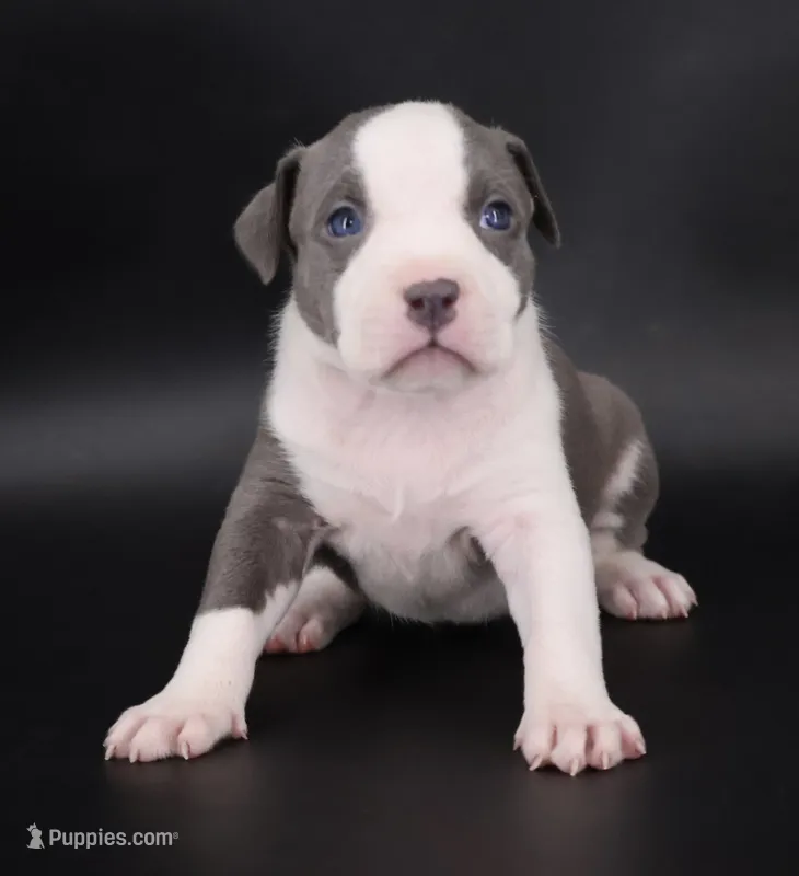 Judith - XL - ABKC – American Bully puppy for sale in Champaign, IL