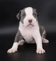 Judith - XL - ABKC, a female American Bully for sale in Champaign, IL – 1 of 3