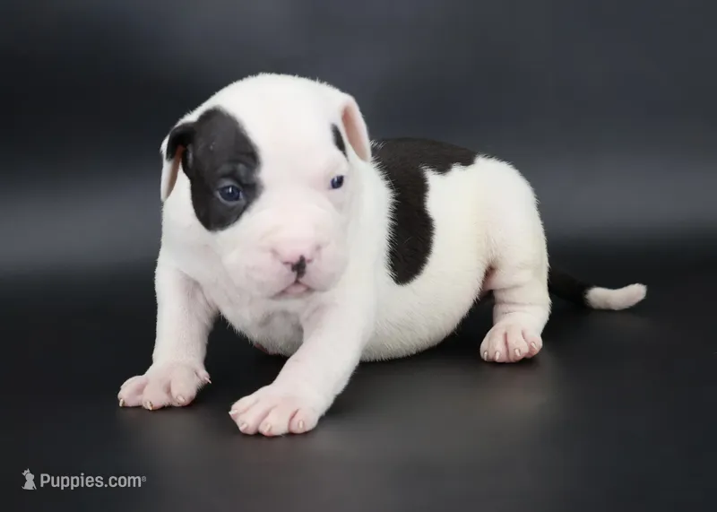 Achilles - XL - ABKC – American Bully puppy for sale in Champaign, IL