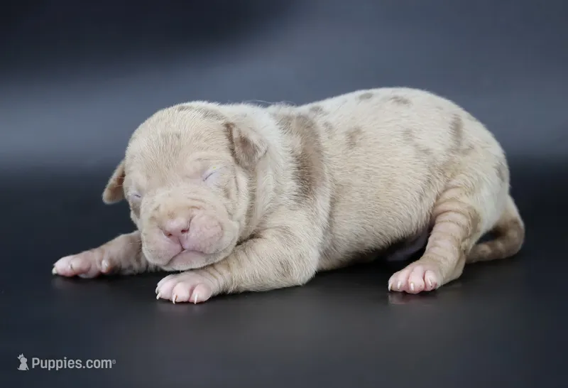 Atum - XL - ABKC – American Bully puppy for sale in Champaign, IL