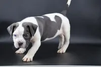 Lace - XL - ABKC, a female American Bully for sale in Champaign, IL – Photo 2 of 3