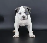 Lace - XL - ABKC, a female American Bully for sale in Champaign, IL – Photo 1 of 3