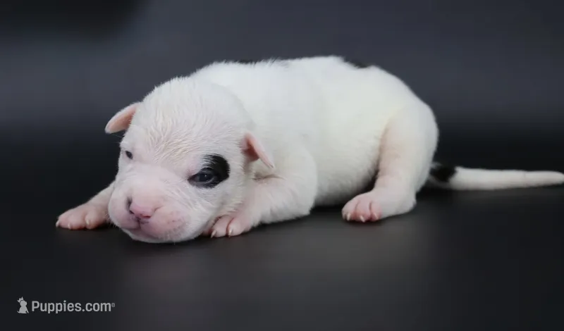 Helen - XL - ABKC – American Bully puppy for sale in Champaign, IL